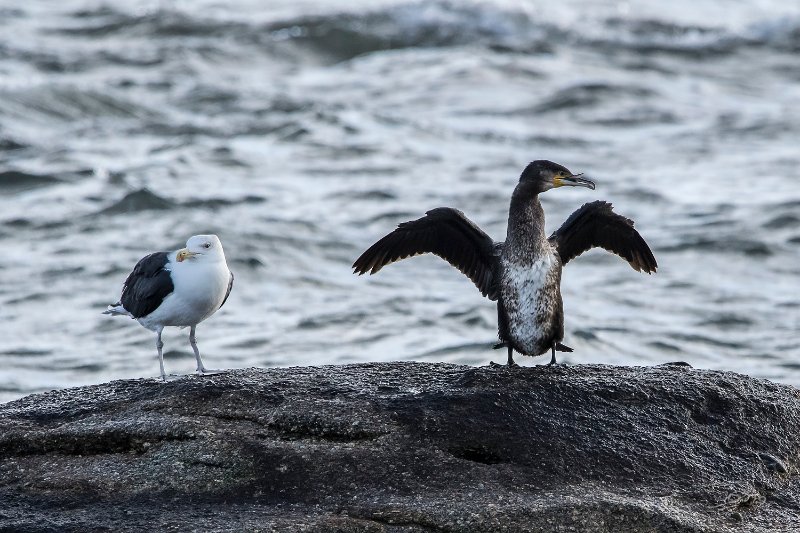 Grand Cormoran_0424.jpg