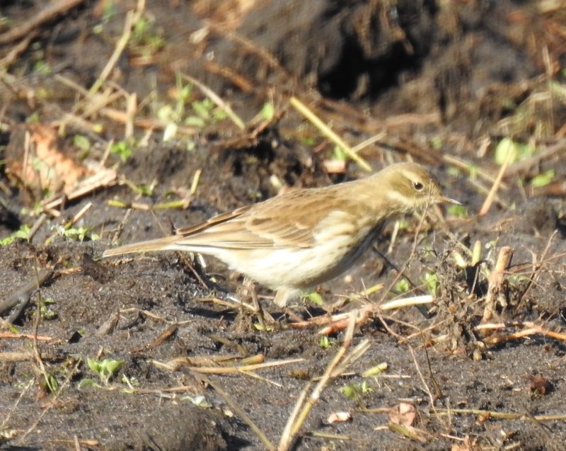 Pipit (2).JPG