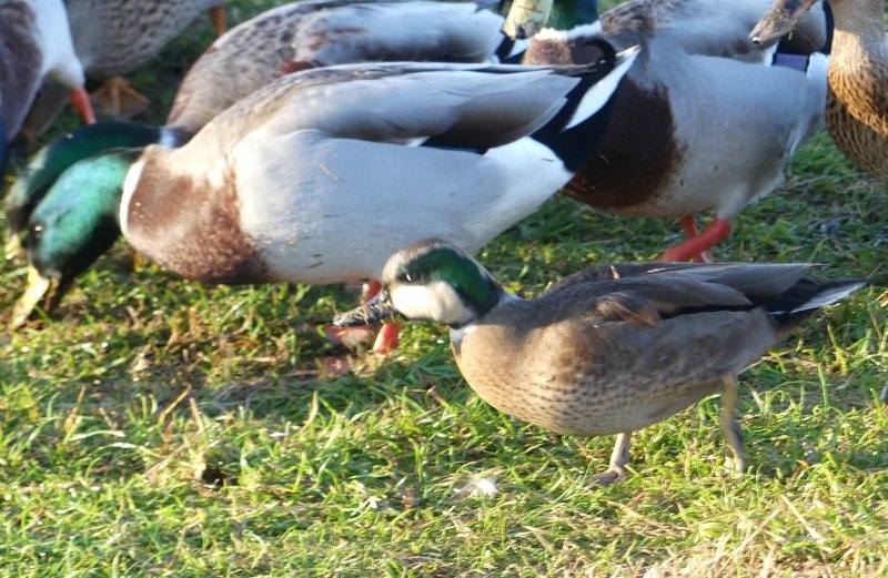 canards inconnus avec colvert2.jpg