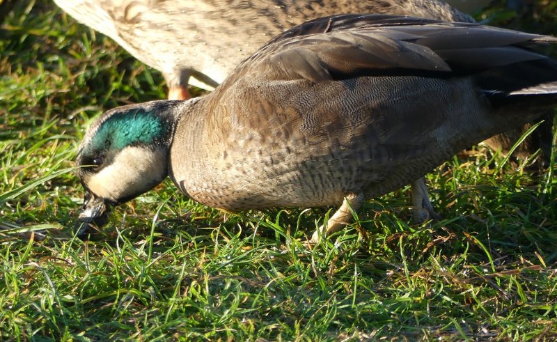 canard inconnu1.jpg