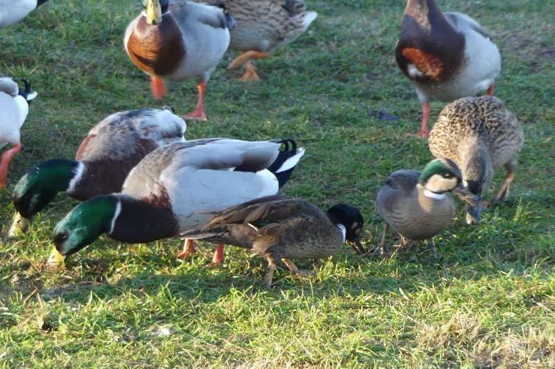 canards inconnus avec colvert1.jpg