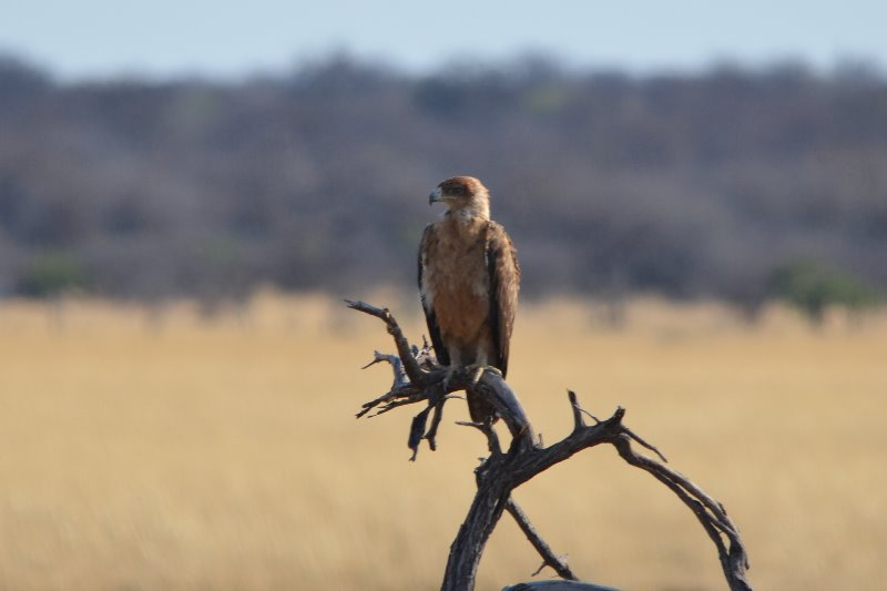 Safari ETOSHA PARC (125).JPG