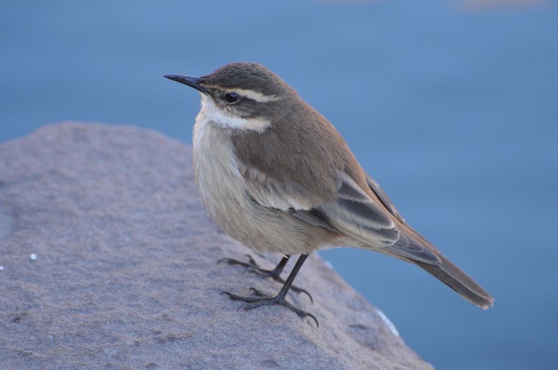 Dormilon à sourcils blancs-1b (Lac Titicaca Pérou).JPG