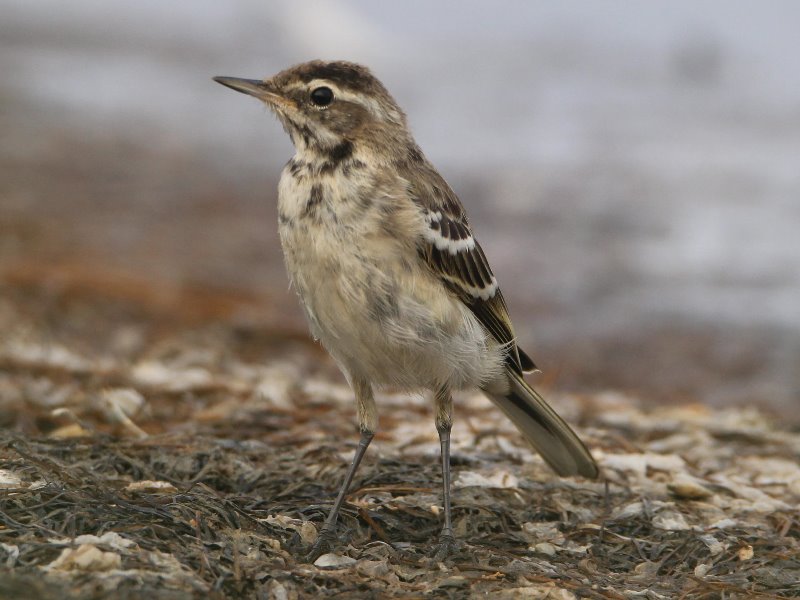 pipit1.JPG