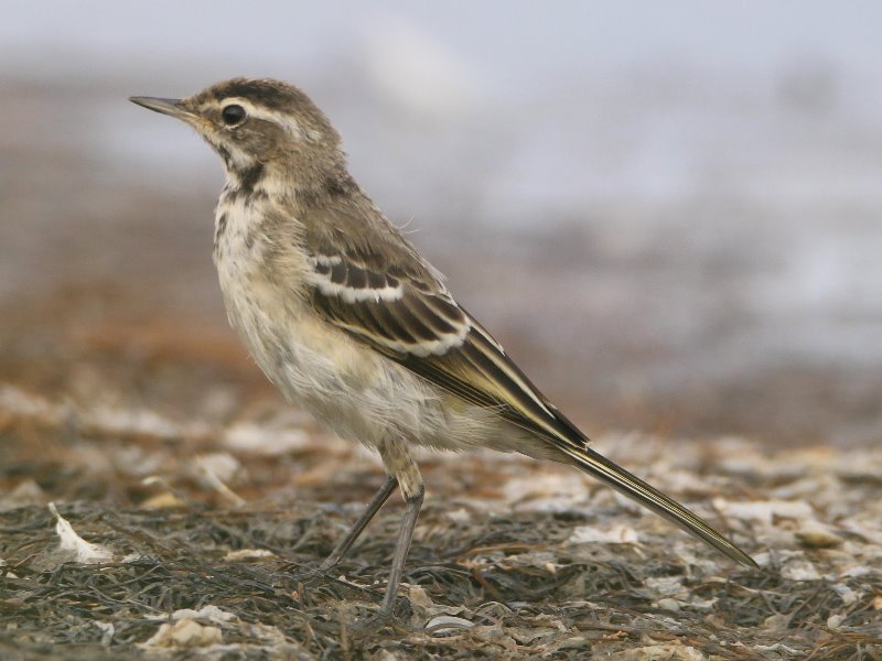 pipit2.JPG