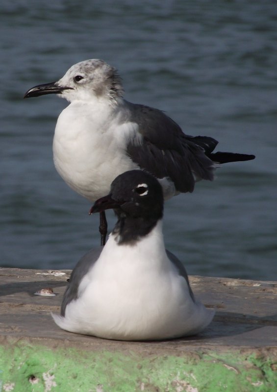 Mouette atricille 01.jpg