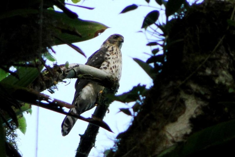 Accipiter_bicolor_.jpg