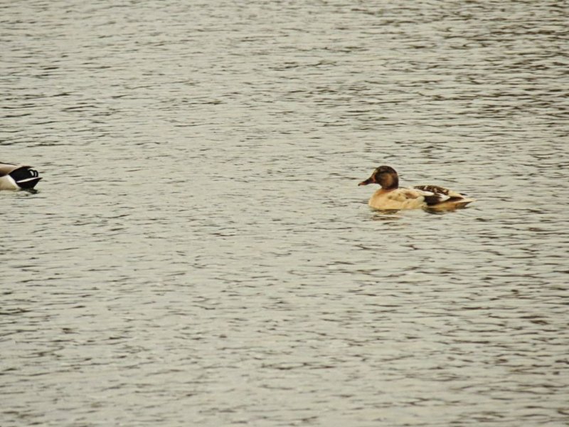 quel canard.jpg