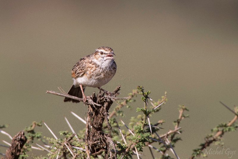 Alautidae, Alouette polyglotte, Oiseaux, Serengeti, Tanzanie DSC_0695.JPG