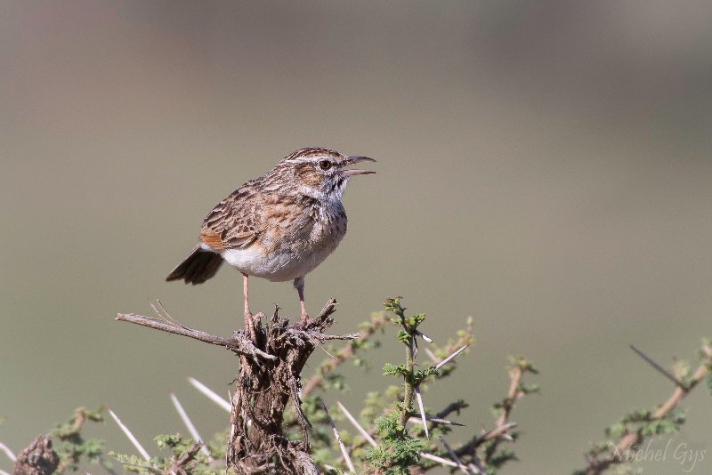 Alautidae, Alouette polyglotte, Oiseaux, Serengeti, Tanzanie DSC_0699.JPG