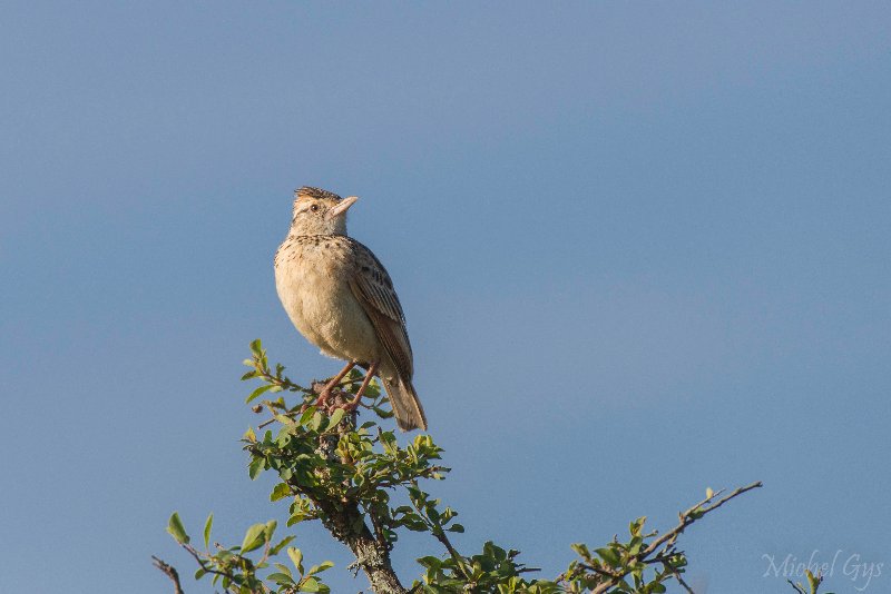 Alaudidae, Alouette polyglotte DSC_1753.JPG