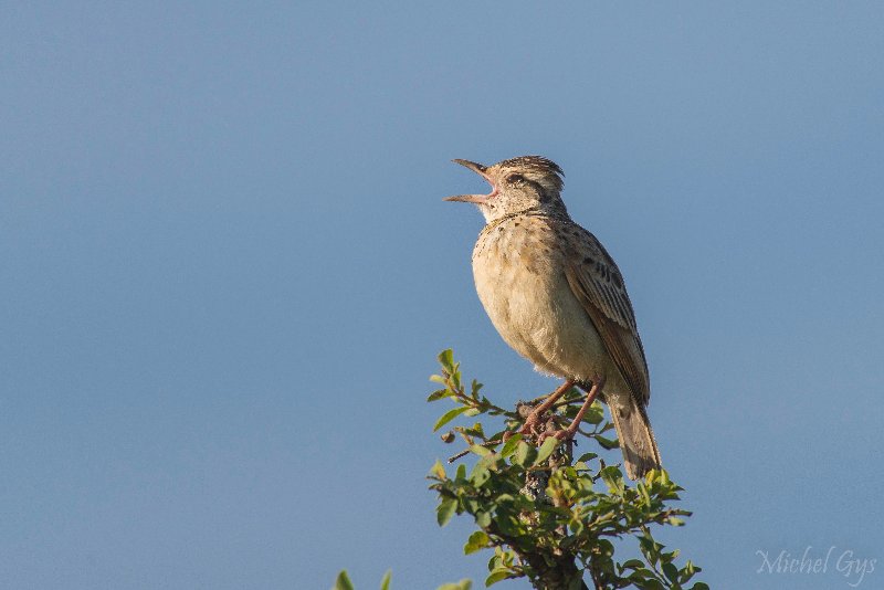 Alaudidae, Alouette polyglotte DSC_1757.JPG