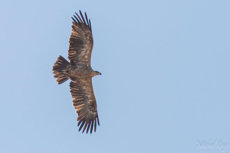 Accipitridae, Aigle des steppes, Oiseaux, Serengeti, Tanzanie DSC_0739.JPG