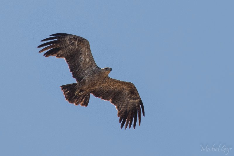 Accipitridae, Aigle des steppes, Oiseaux, Serengeti, Tanzanie DSC_0741.JPG