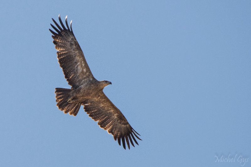 Accipitridae, Aigle des steppes, Oiseaux, Serengeti, Tanzanie DSC_0742.JPG