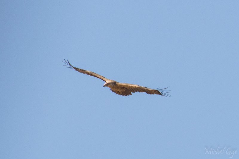 Accipitridae, Aigle des steppes, Oiseaux, Serengeti, Tanzanie DSC_0750.JPG