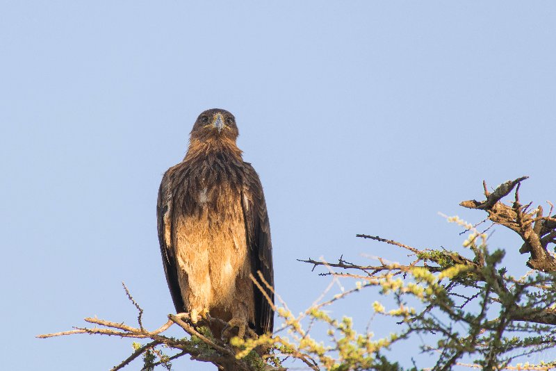 Accipitridae, Aigle ravisseur, Oiseaux, Serengeti, Tanzanie DSC_1278.JPG