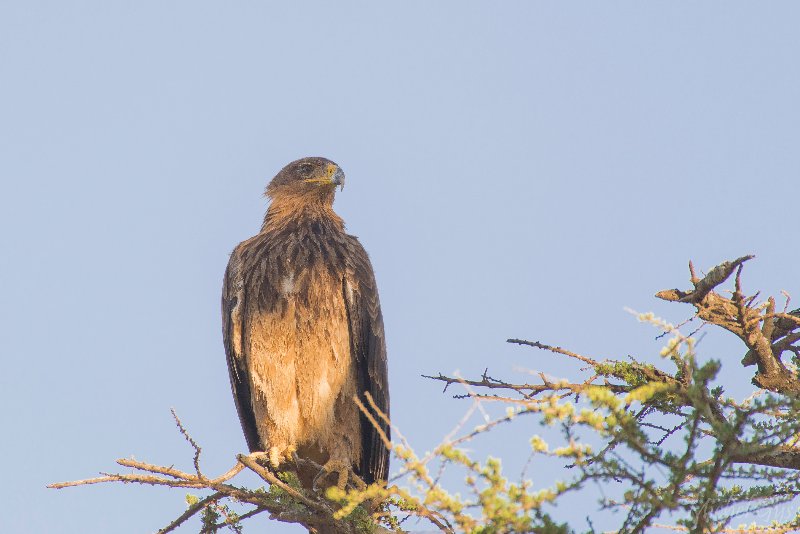 Accipitridae, Aigle ravisseur, Oiseaux, Serengeti, Tanzanie DSC_1279.JPG