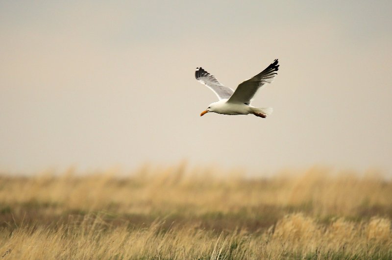 UE8A0990 Goelland des steppes Larus barabensis .jpg