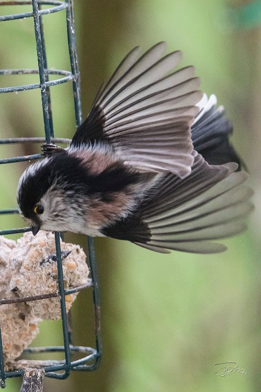 Mésange longuequeue_3856.jpg