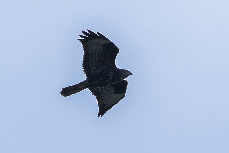 Buse variable_3779.jpg