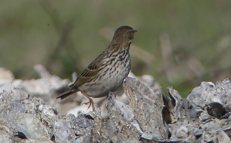 pipit (1).jpg