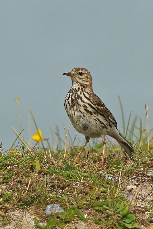 IMG_4392_Pipit_070716_900.jpg