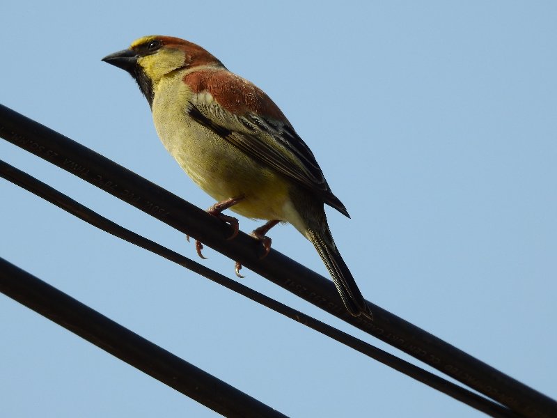 Moineau flavéole (Passer flaveolus) a-min.JPG