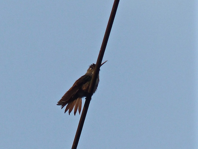 Colibri Guat.1.jpg