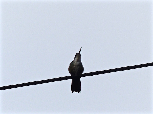 Colibri Guat.2.jpg