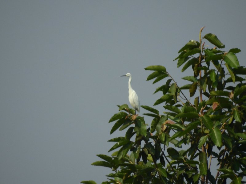 N.I. plutôt héron que grande aigrette... a-min.JPG