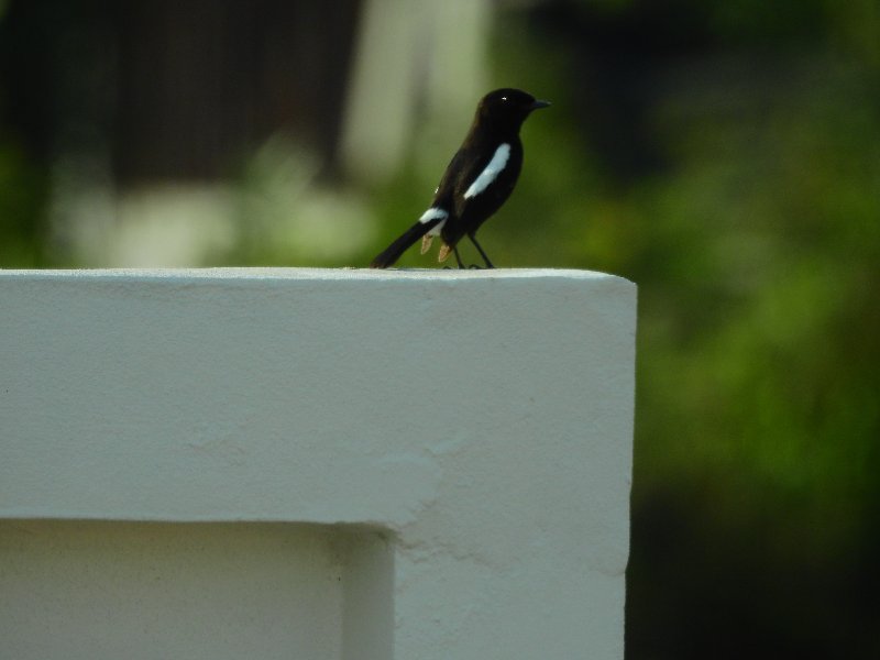 possible Tarier pie (Saxicola caprata) a-min.JPG