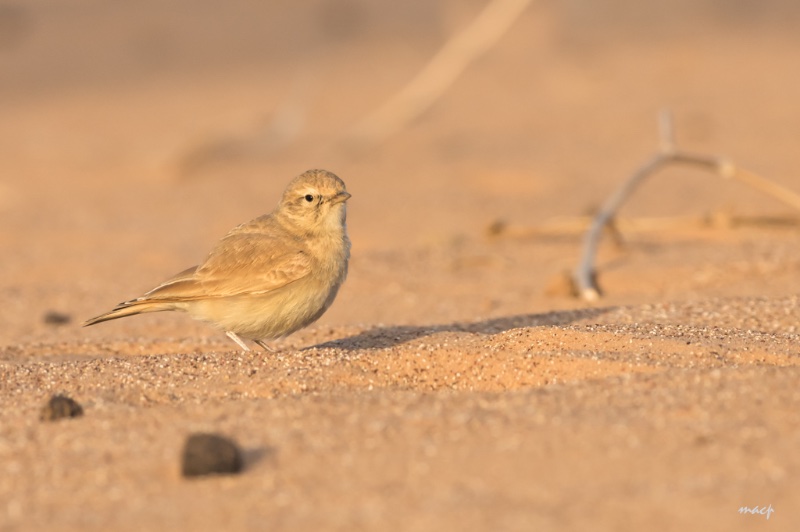 oiseau de mauritanie.jpg