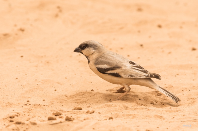 oiseau  à arwietine.jpg