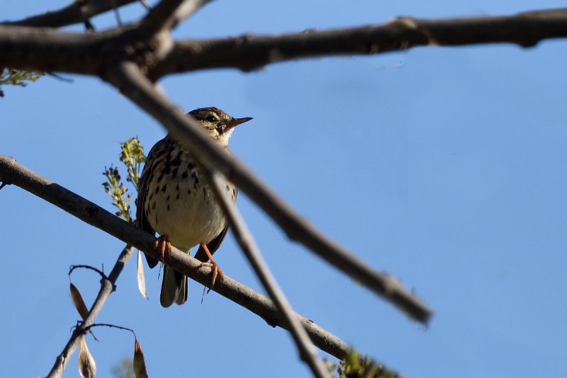 DSC_3192-Pipit.JPG