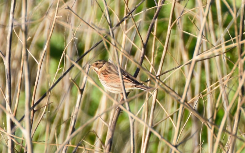 FJO_0747 - Noirmoutier Feb 2018.jpg