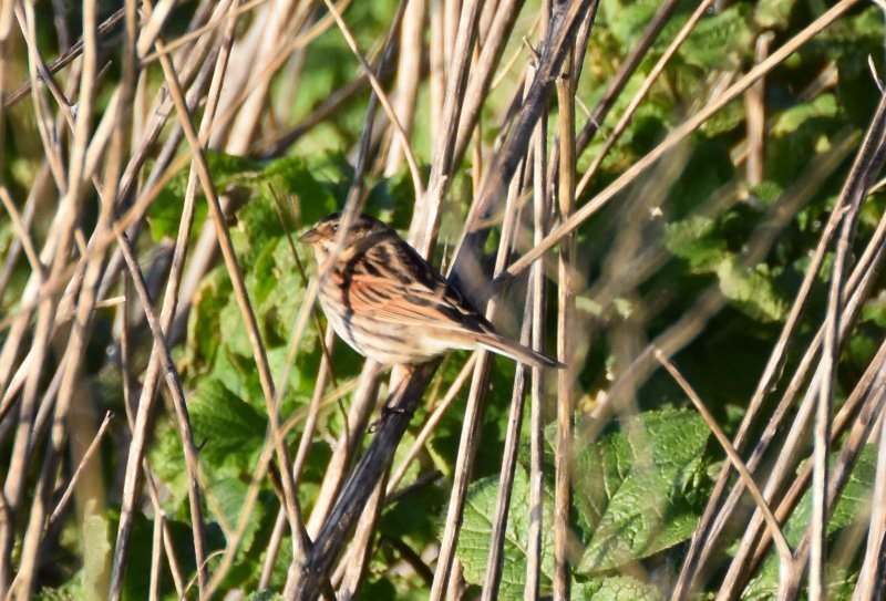 FJO_0754 noirmoutier Feb 2018.jpg