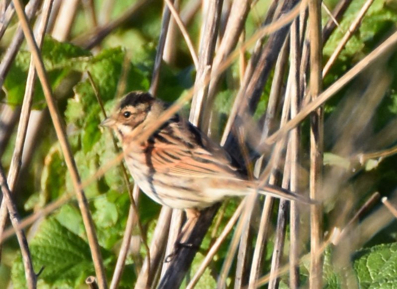 FJO_0755 Feb 2018 Noiroutier.jpg