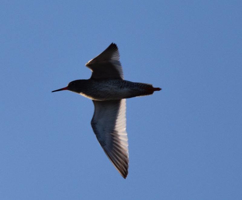 FJO_0774 Noirmoutier Feb 2018.jpg