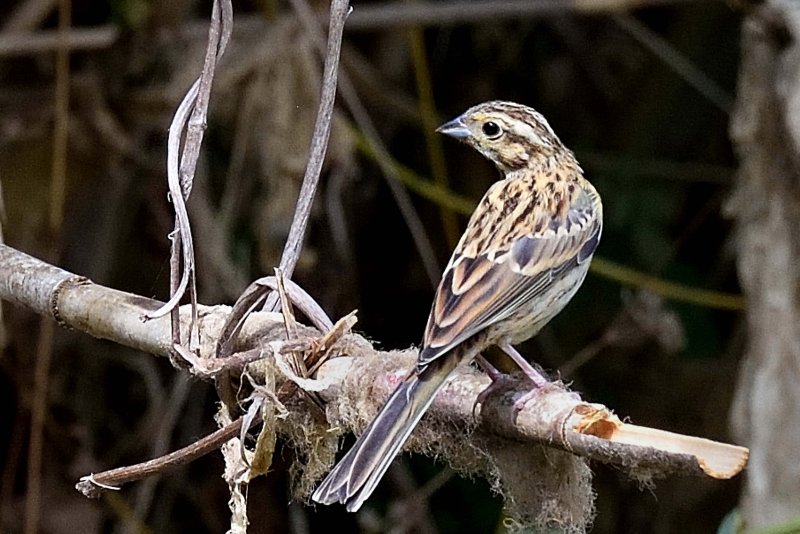 DSC_180203-Pipit des arbres!.JPG