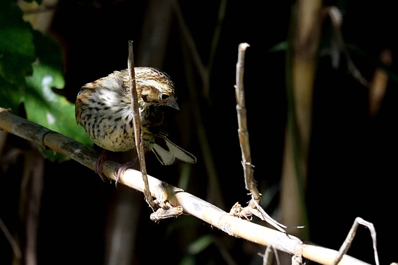 DSC_180204-Pipit des arbres (rivière).JPG