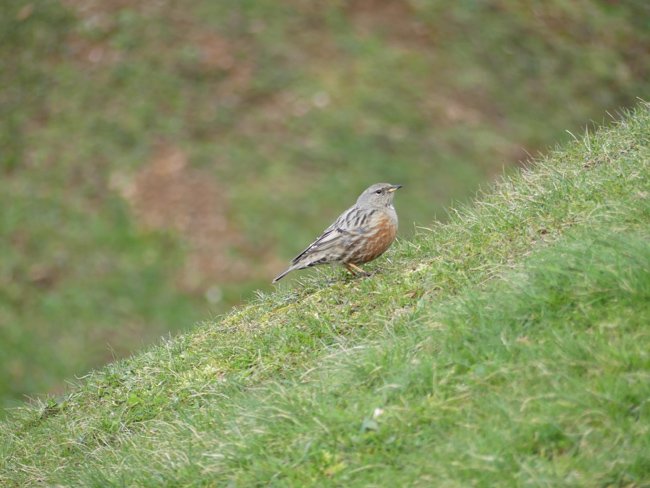 Pipit à gorge rousse.JPG