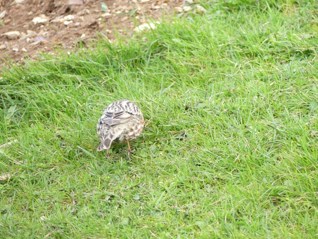 Pipit à gorge rousse 5.JPG