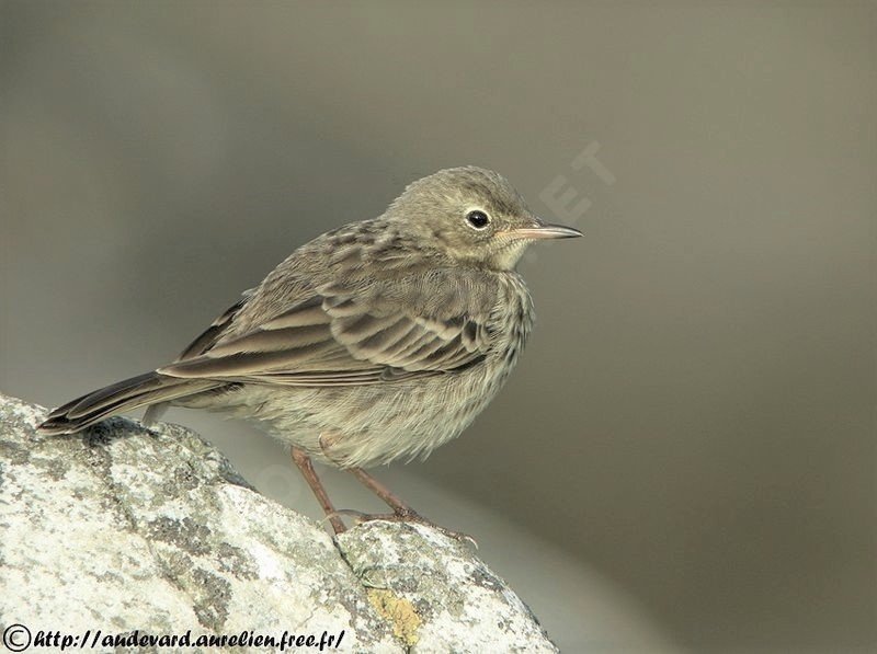 pipit AA.jpg