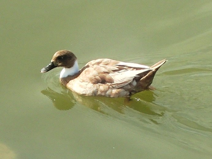 inconnue canard.JPG