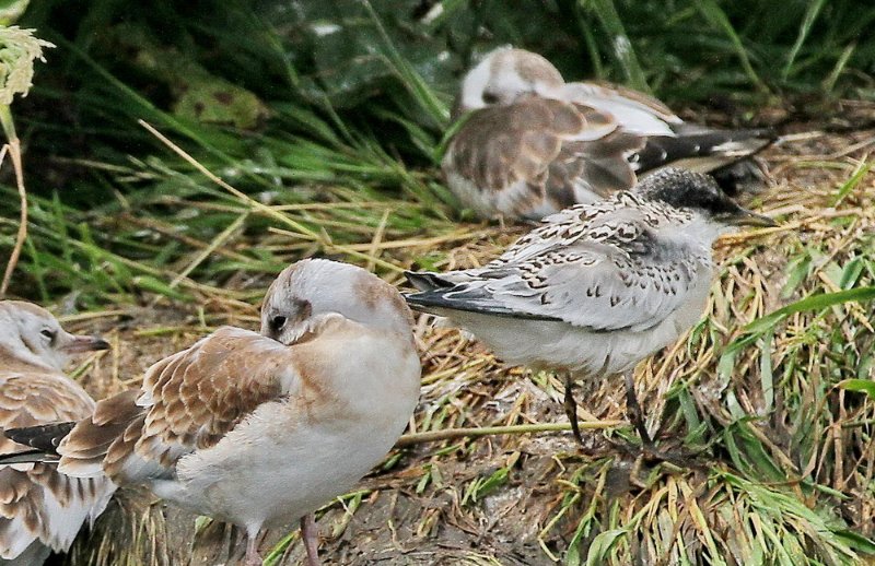 Sterne Farne Islands.jpg