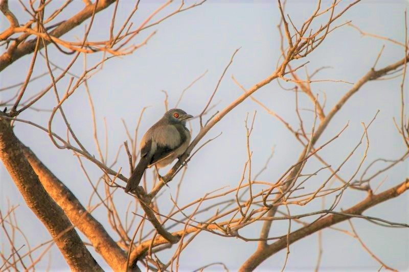 oiseau sp Sénégal.JPG