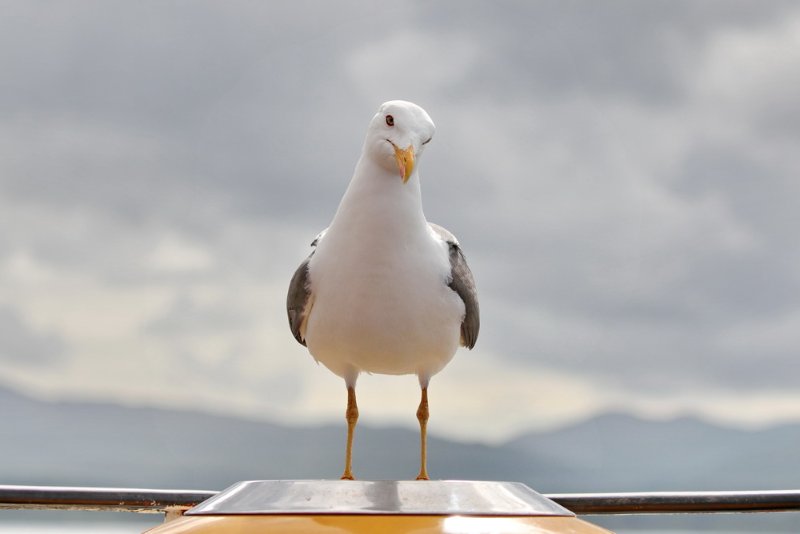 Goéland brun traversée Mull Oban.jpg