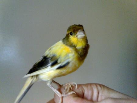 canari panaché.jpg