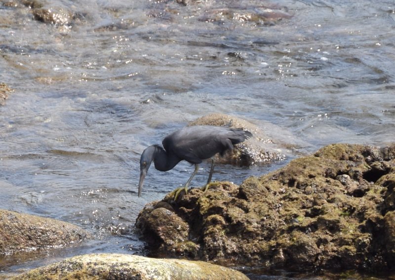 20180324_063000- Aigrette sacrée.jpg